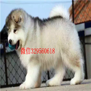  长治哪里有熊版阿拉斯加卖专业繁育阿拉斯加红色阿拉斯加十字脸巨型阿拉斯加幼犬