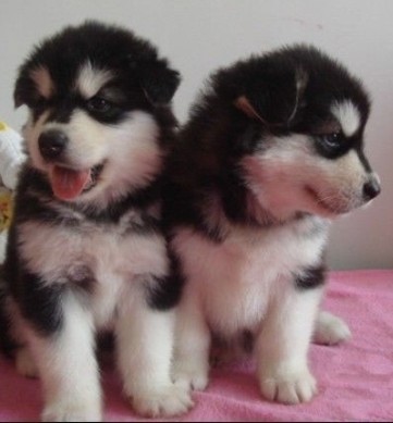 昭通巧家县买阿拉斯加 云南狗场阿拉斯加出售