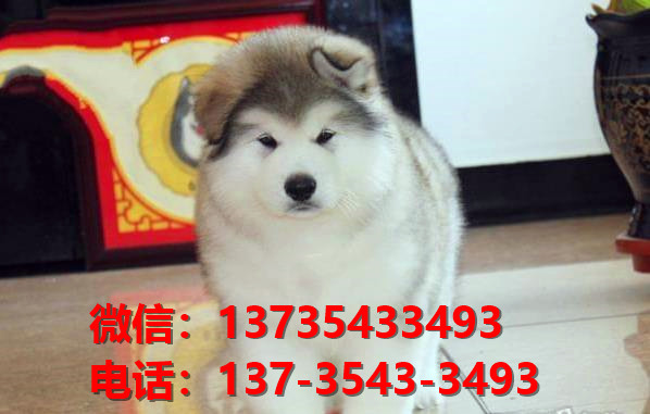 晋中宠物狗狗犬舍出售纯种阿拉斯加犬卖狗买狗