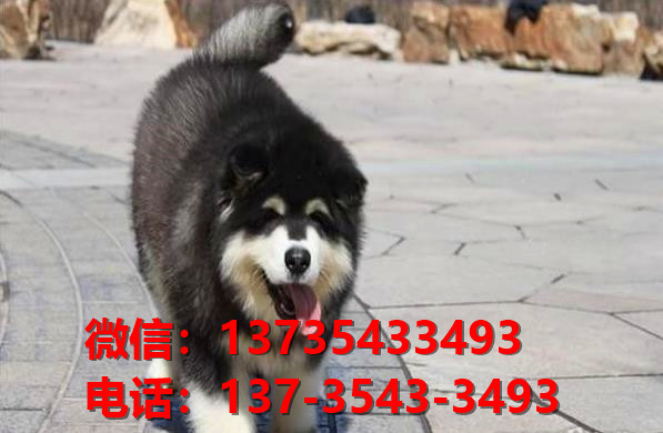 镇江宠物狗狗犬舍出售纯种阿拉斯加犬幼犬卖狗地方有狗市场买狗