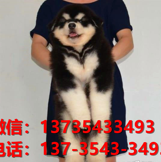 莆田宠物狗狗犬舍出售纯种阿拉斯加幼犬卖狗买