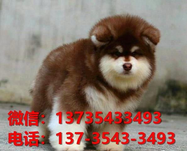 潍坊宠物狗狗犬舍领养纯种阿拉斯加幼犬网上买狗卖狗网站在哪里有狗市场