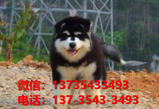 日照宠物狗犬舍出售纯种阿拉斯加犬网上卖狗买
