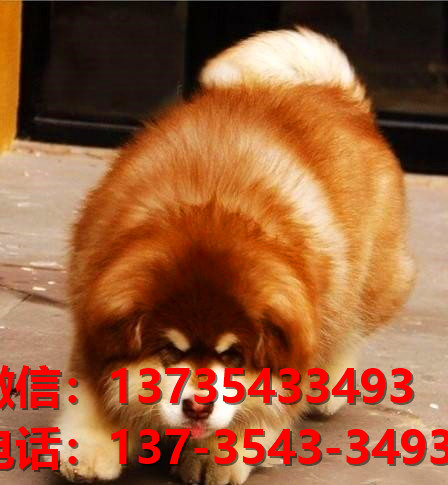 黄山宠物狗狗犬舍出售纯种阿拉斯加幼犬卖狗买