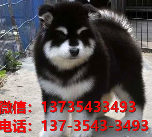 郑州宠物狗犬舍领养纯种阿拉斯加犬网上卖狗买