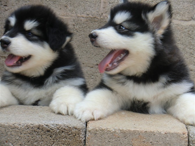 丽江华坪县买宠物狗 华坪县买阿拉斯加请进