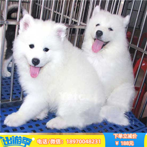 台州本地繁殖纯种阿拉斯加 阿拉斯加雪橇犬