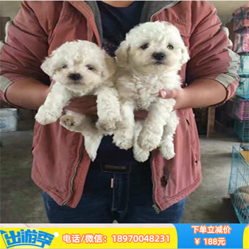 台州本地繁殖纯种阿拉斯加 阿拉斯加雪橇犬