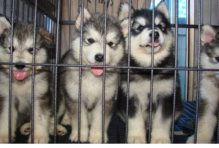 蒙自买狗 蒙自买阿拉斯加的地方 云南养狗基地