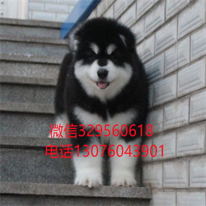天津阿拉斯加出售 巨型阿拉斯加多少钱一只 天津宠物