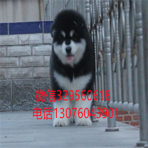天津阿拉斯加出售 巨型阿拉斯加多少钱一只 天津宠物