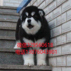 天津阿拉斯加出售 巨型阿拉斯加多少钱一只 天津宠物