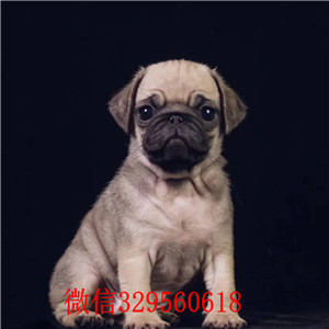  吉林哪里有巴哥卖 吉林巴哥多少钱 巴哥照片 