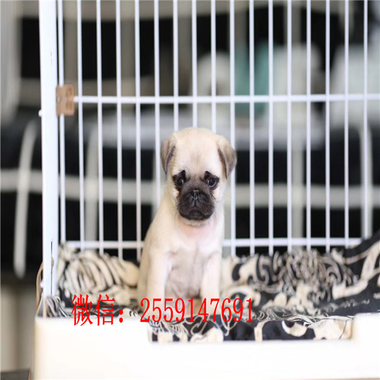 南京鹰版巴哥怎么卖的 南京哪里有健康的八哥