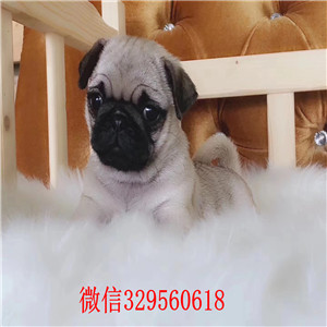 平顶山哪里有巴哥犬出售 巴哥幼犬纯种健康的