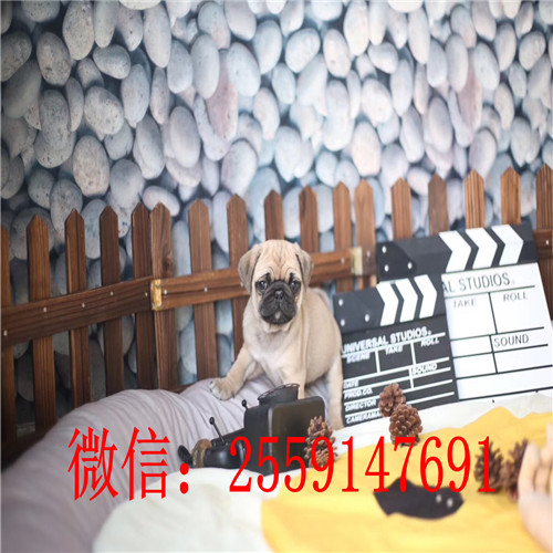 十堰鹰版八哥怎么卖 十堰哪里卖的八哥便宜 十