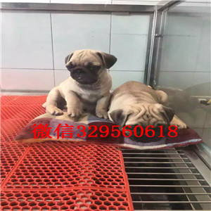 南京巴哥犬 巴哥犬多少钱 巴哥图片 巴哥价格 