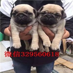 延边州老版巴哥犬多少钱纯种健康的巴哥犬巴哥