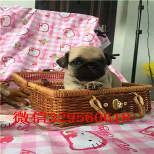 信阳鹰版巴哥巴哥幼犬出售巴哥狗场超级可爱的