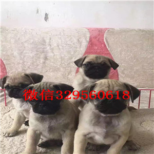 聊城老版巴哥犬多少钱巴哥多少钱巴哥图片萌萌