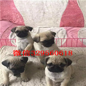 盘锦哪里有卖巴哥犬巴哥多少钱巴哥图片双血统