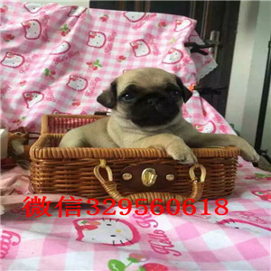 郑州鹰版巴哥巴哥幼犬出售巴哥价格双血统巴哥