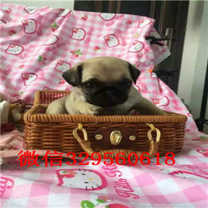 鞍山鹰版巴哥纯种健康的巴哥犬巴哥价格极品巴