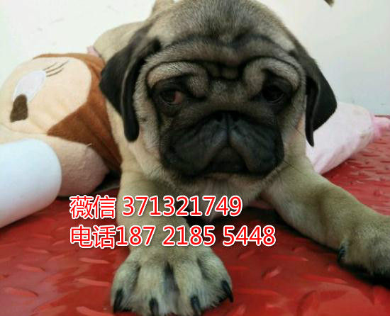 巴哥出售纯种幼犬，青岛巴哥犬出售 小型犬巴哥狗狗 