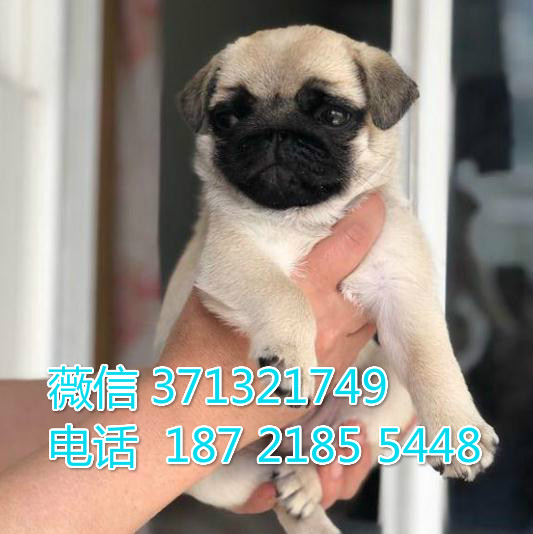 合肥巴哥犬出售纯种幼犬 小型犬八哥狗狗，犬舍