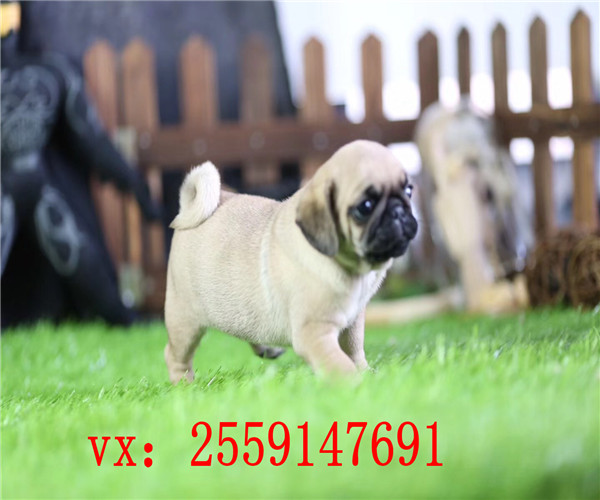 合肥纯种巴哥怎么卖的 合肥巴哥多少钱一只 合