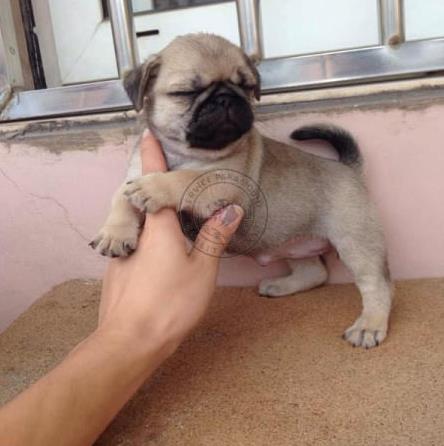 南京宠物狗狗犬舍出售纯种巴哥犬 哪里有狗市