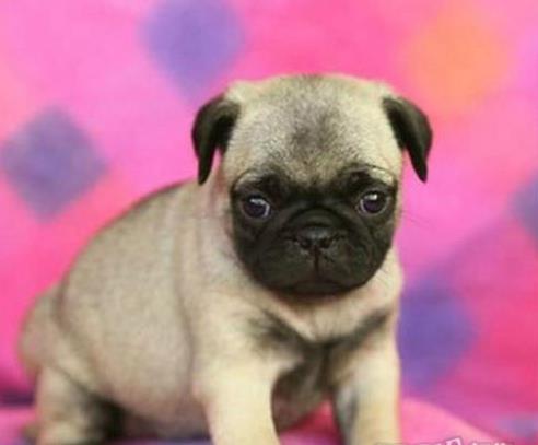 防城港宠物狗犬舍出售纯种巴哥犬 小体巴哥哪