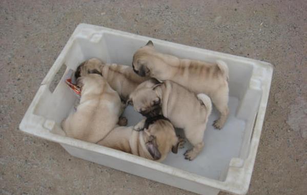 厦门宠物狗犬舍 狗市场在哪 哪里有宠物狗领养