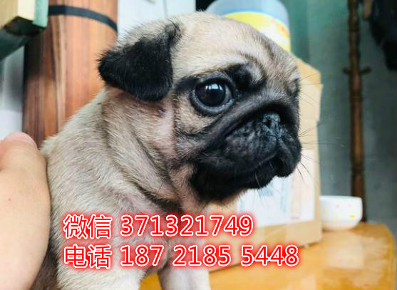 巴哥出售苏州犬舍出售巴哥狗狗 小型犬疫苗做好