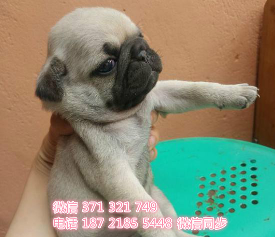 苏州特价巴哥犬出售纯种幼犬 苏州哪里有犬舍