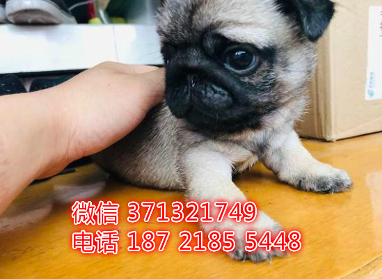 巴哥出售苏州犬舍出售巴哥狗狗 小型犬疫苗做好