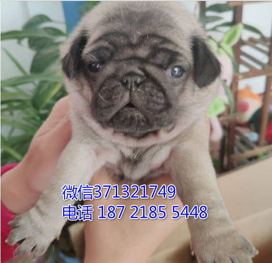 南京狗场出售 巴哥犬幼犬狗狗 南京犬舍狗场在