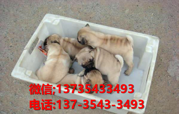 长沙宠物狗犬舍出售纯种巴哥犬 宠物网站信息