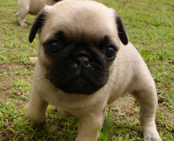 杭州宠物狗狗出售纯种巴哥犬幼犬领养 宠物狗