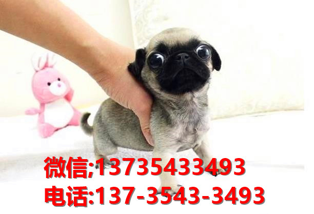 郑州宠物狗犬舍出售纯种巴哥犬哈巴狗宠物狗市场在哪里卖狗买狗领养宠物