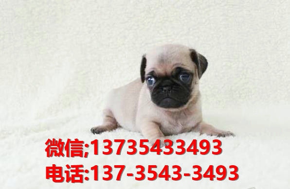 郑州狗场出售纯种巴哥犬领养哈巴狗狗市场在哪