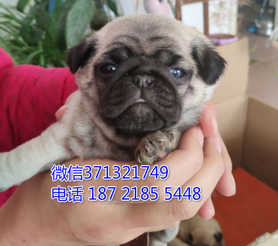 南京狗狗巴哥犬出售 南京特价宠物狗狗 南京犬