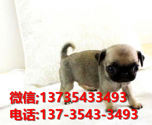 苏州宠物狗领养 纯种巴哥犬 狗市场在哪买狗卖狗犬舍哪里有狗狗