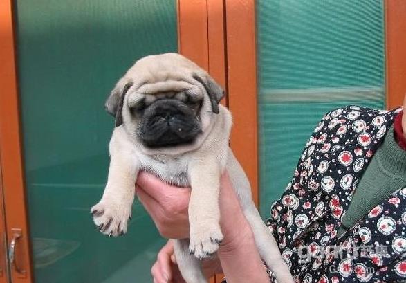 杭州犬舍出售纯种巴哥犬哈巴狗 活体宠物狗市