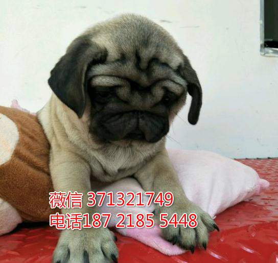 南京特惠 巴哥犬出售纯种幼犬 南京犬舍南京狗