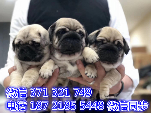 长沙全国发货巴哥犬出售纯种 长沙狗场直销