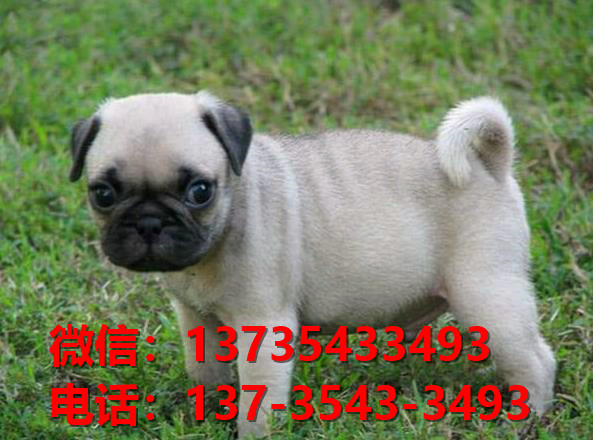 纯种巴哥犬出售 杭州宠物狗狗犬舍在哪卖狗 狗