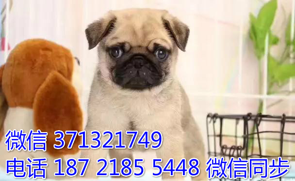 宠物狗狗巴哥犬 全国可以发货 犬舍繁殖 包健