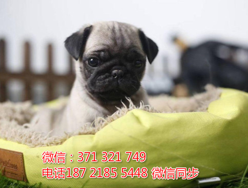 全国特惠巴哥犬纯种幼犬 支持上门 支持空运汽运 包健康蛔