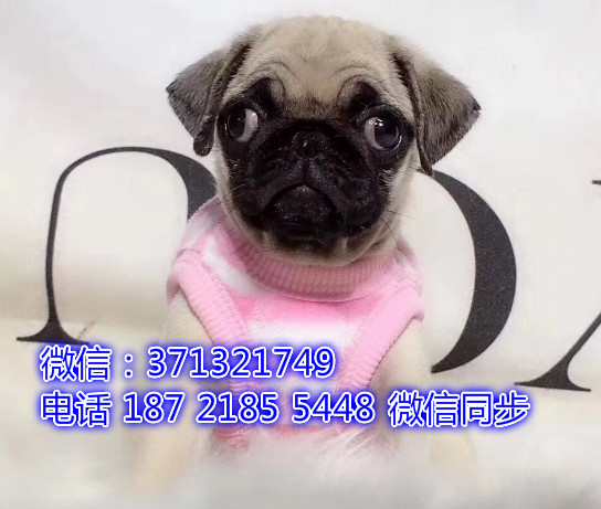 特价 巴哥犬出售纯种幼犬 专业繁殖专业发货 可上门看郧